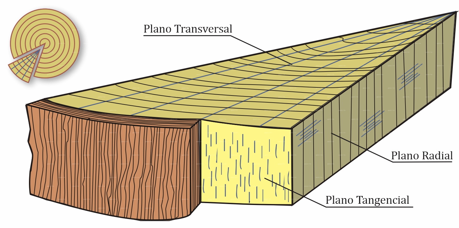 Ilustração mostrando os três planos de corte na madeira: Transversal, Radial e Tangencial